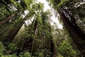 Adaptation Planning and Practices for Ohio Forests, Farms, and Natural Land