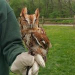Screech Owl Release Program