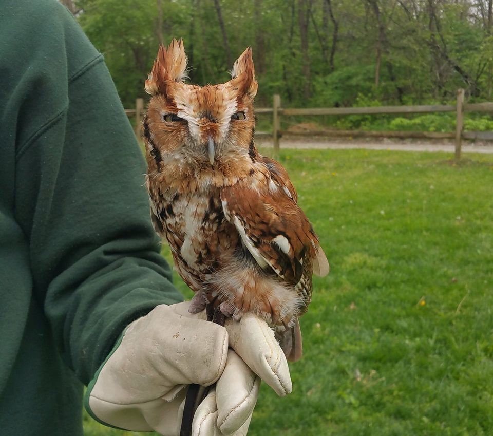 Screech Owl Release Program