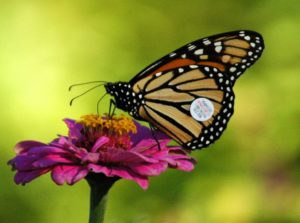 Monarch Tagging