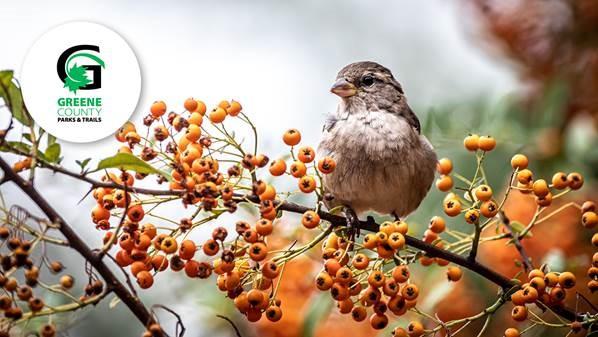 Curious Birder Talk - Bird Food