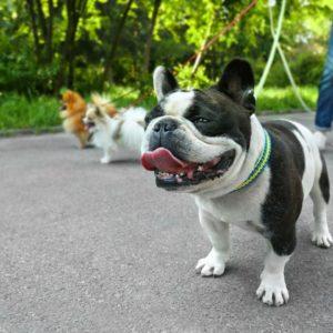 Furry Friends Adoption Event