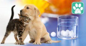 Homeopathy for Animals
