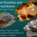 Wetland Reptiles and Amphibians