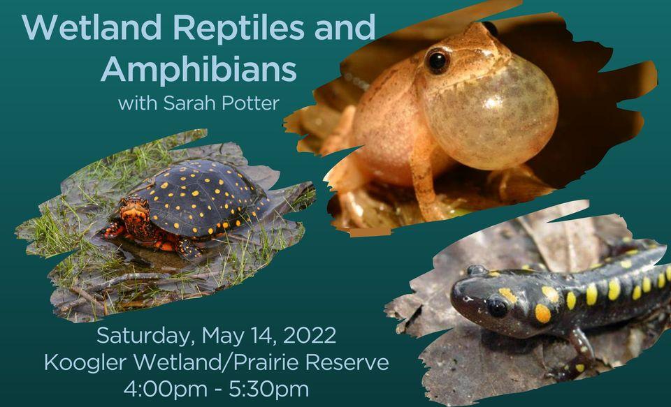 Wetland Reptiles and Amphibians