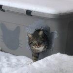 Winter Cat Shelter Construction Workshop