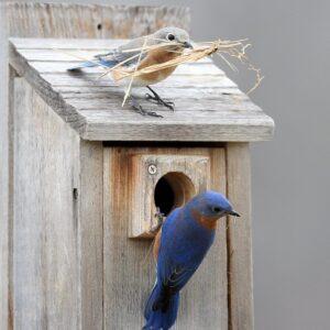 Backyard Nest box Build