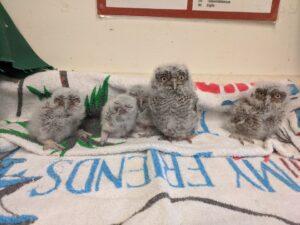 Raptor Center Baby Shower