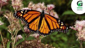 Gardening for Butterflies