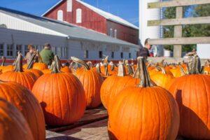 Fall Farm Pumpkin Fun