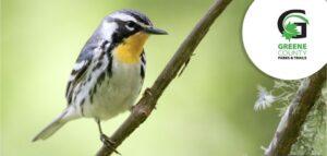 Dumb Birds of Ohio ~ First Migrants