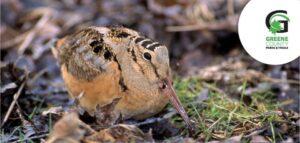Dumb Birds of Ohio ~ Woodcocks